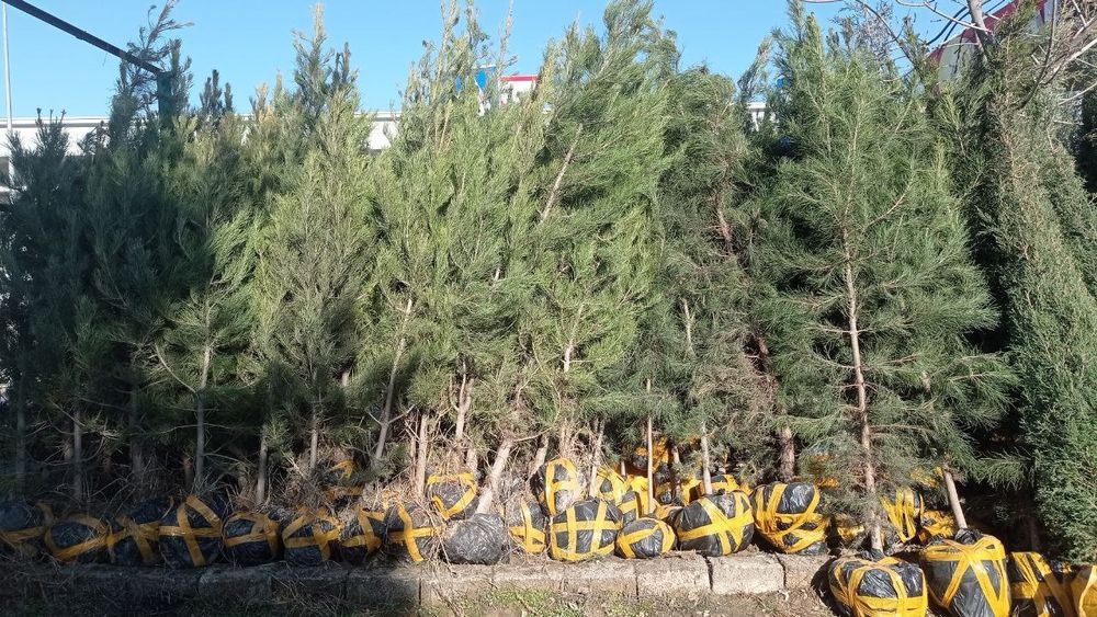 Har xil turdagi archalar