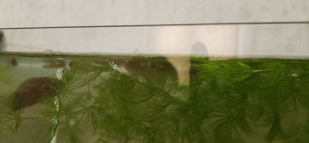 Гуппи  100 та бор