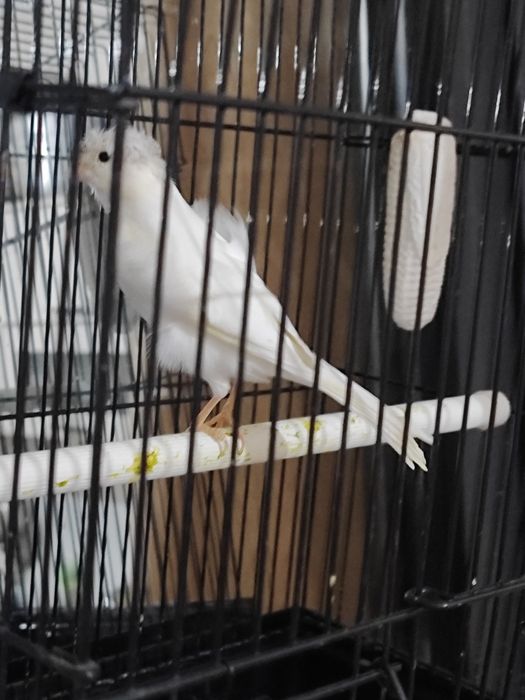 Хар хил канарейкалар бор жуфтлар хам бор