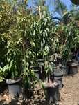 Mango pom pe rod plante ornamentale, plante de gradina,mango,gard viu