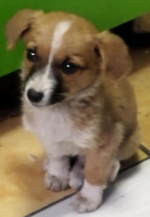 Отдам в добрые руки классных щенят,