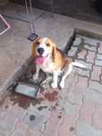 Beagle femela de vânzare