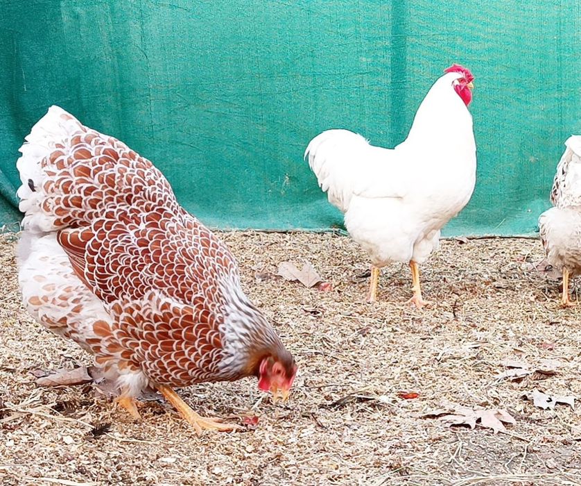 Ищете эффектных и продуктивных куры  для своего хозяйства?
Предлагаем