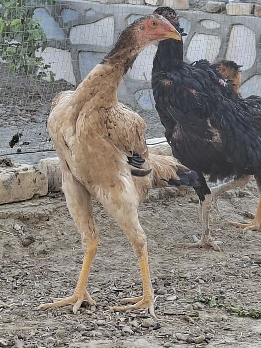 Mokiyon tovuqlar