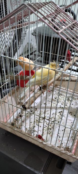 Продам канарэку самка исамэц
