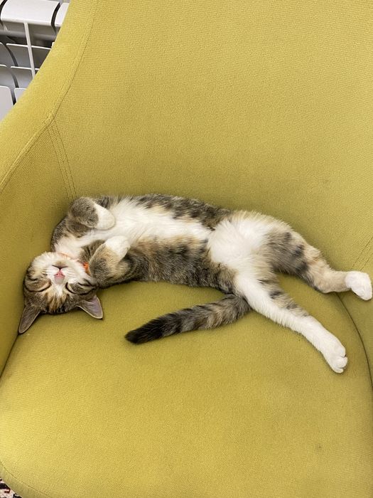 Котенок подросший отдам в добрые руки