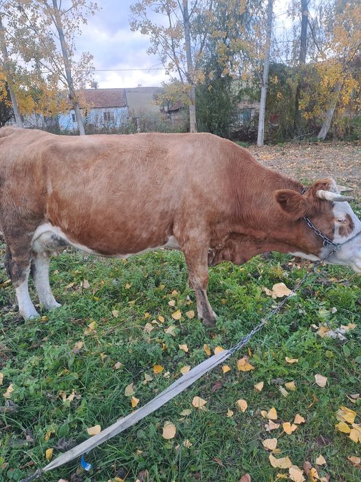 vand vaca buna de lapte