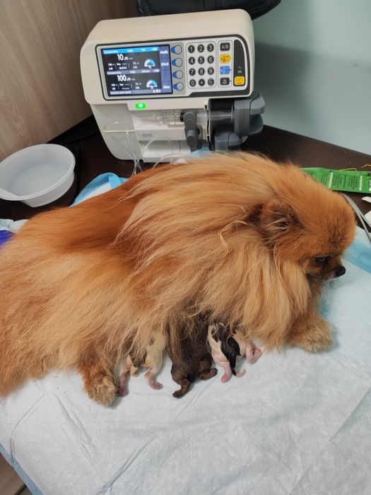 Щенки  немецкого шпица.