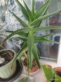 Vând Aloe Vera crescută în ghiveci, cu rădăcină