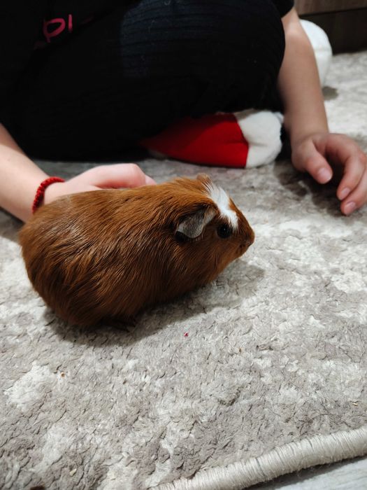 Продавам морски свинчета