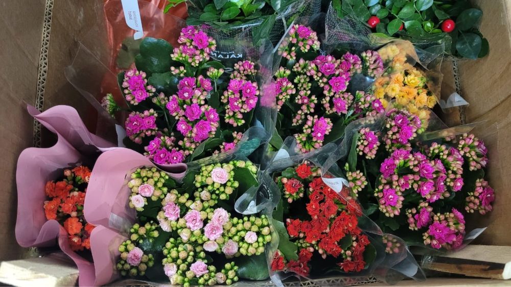 Цветы комнатные, растение комнатные