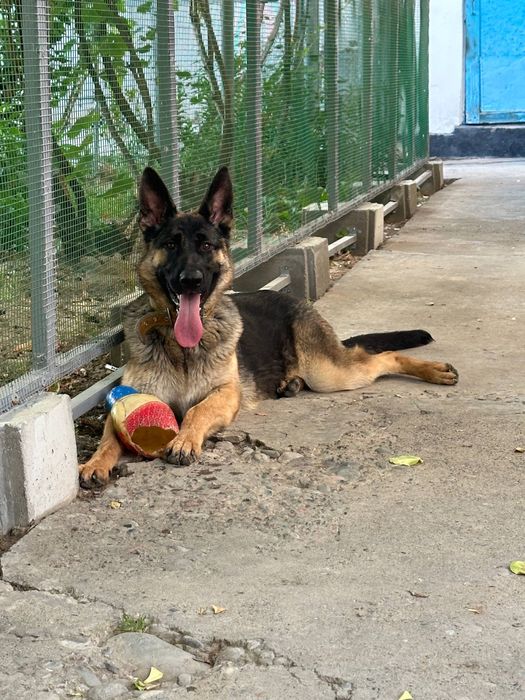 Немецкая овчарка девочка