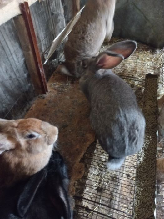 Iepuri de curte mari