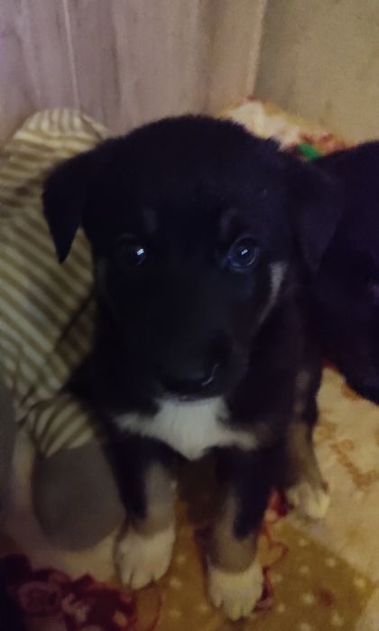 Восточно европейская овчарка, щенки