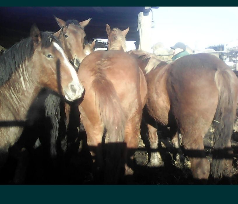 Жылкы еті выбор бар