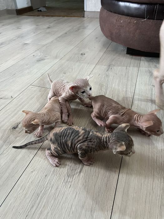 Продаюся котята( БРОНЬ)