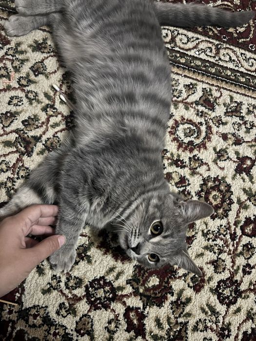 Мысық тегін беріледі