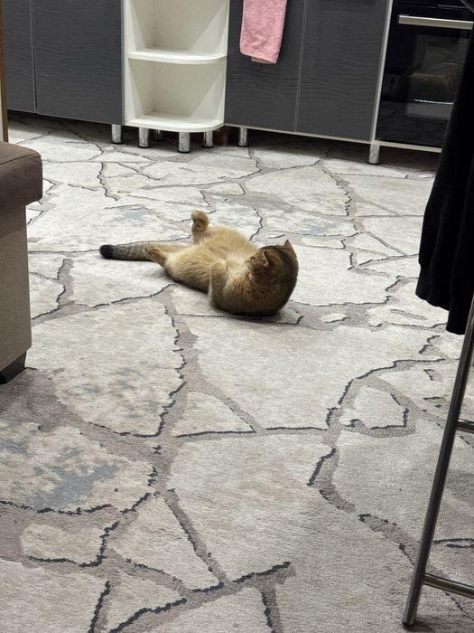 Zolataya shinshila 11 oylik kasteratsiya qilingan. Passporti bor.