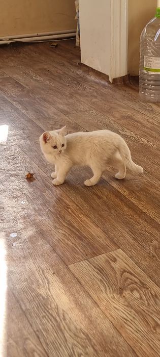 Котята  продаются