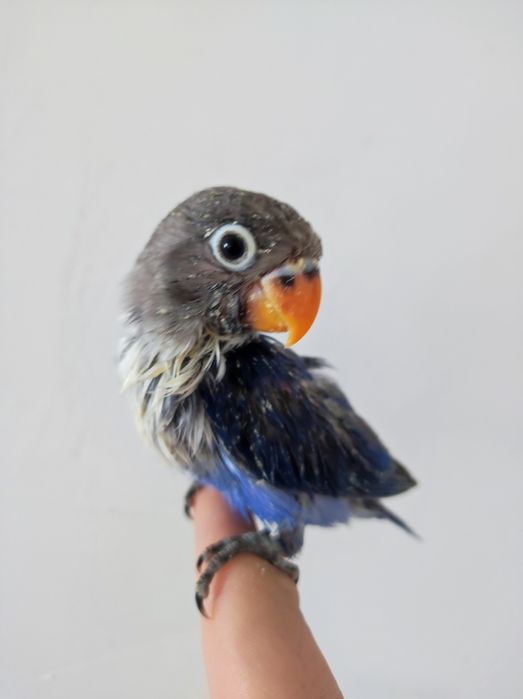 Ruchnoy popugay kõk maska sotiladi