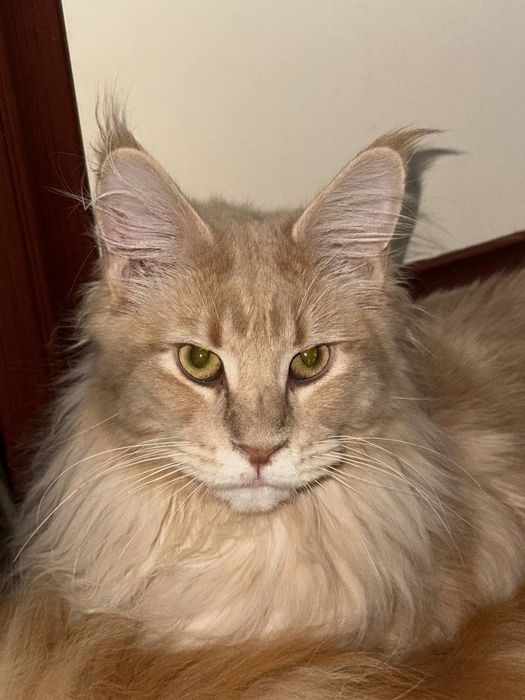 Коты Мейн кун полидакты
