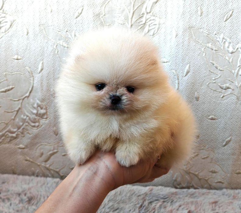 Померанчета мини момченца и момиченца