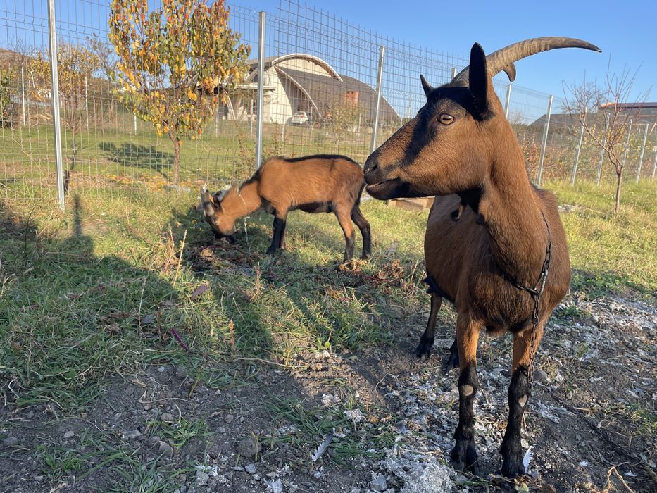 Vând Un Țap De 8 Luni !