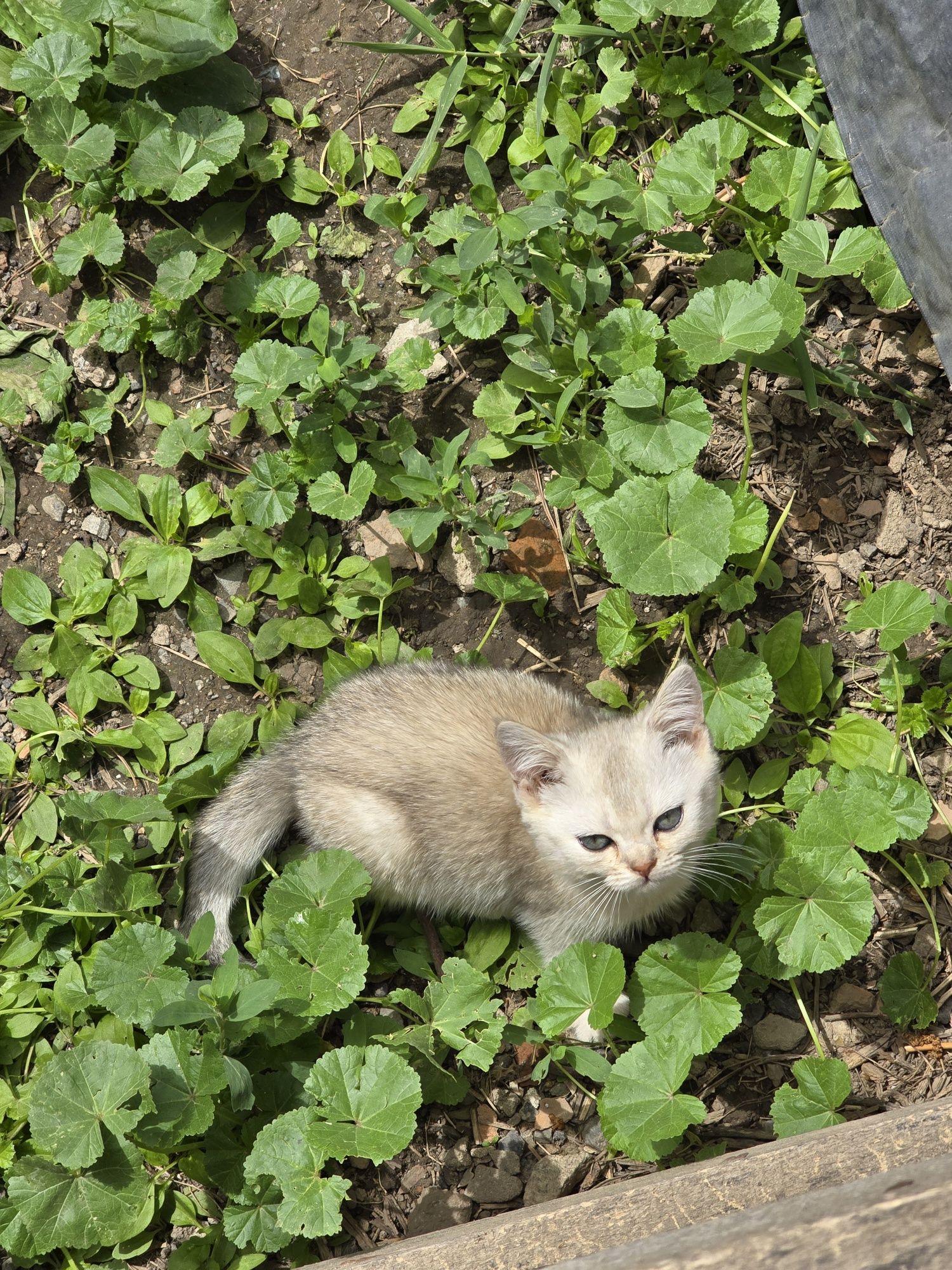 Продам котят, разного возраста.