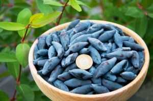 Mur, aronia, agris, zmeur, afin, lonicera si stoloni de capsuni!