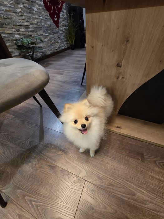 Продавам Мини пумеран