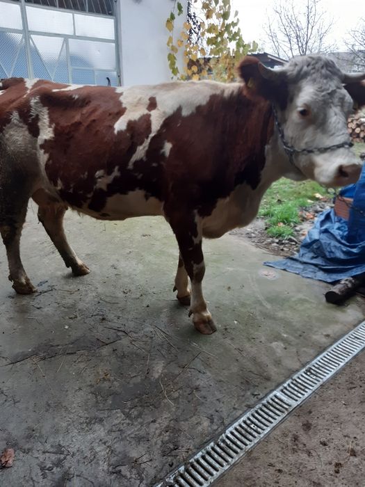 Vaca de vanzare are 4 ani și ii la a III fătare, gestanta în 6 luni.