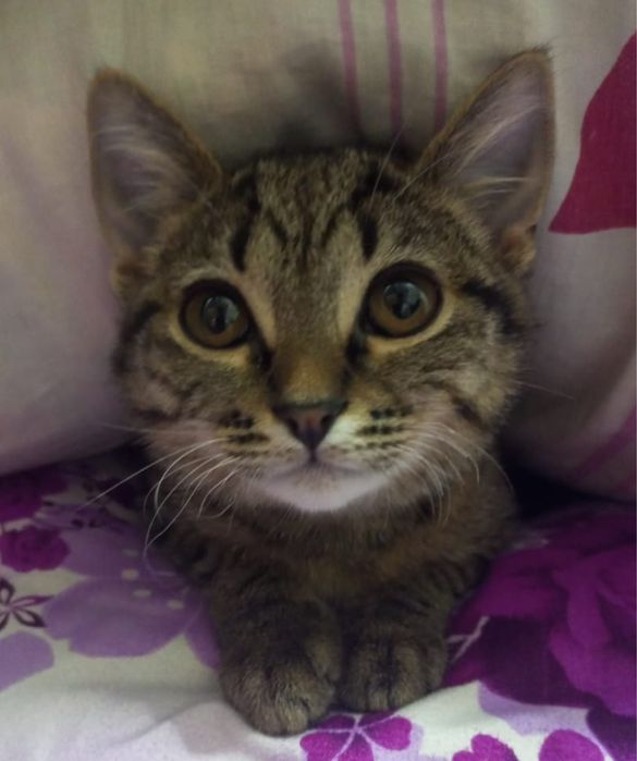 Кошка в хорошие руки. Чистая