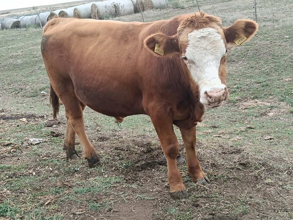Vițel angus  de vânzare