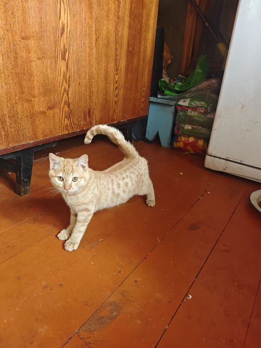 Котята - рыжая масть !