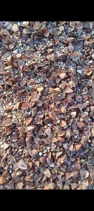 Отходы гречки хорошего качества