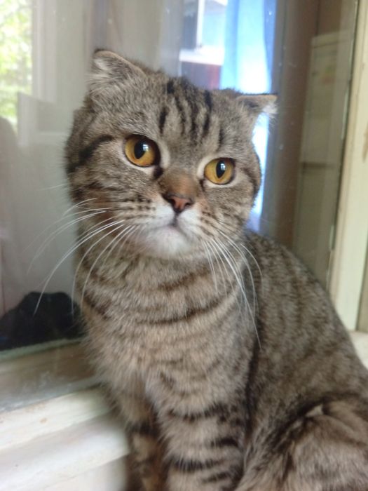 Продается кошка девочка 1 год пародистая британский веслаух