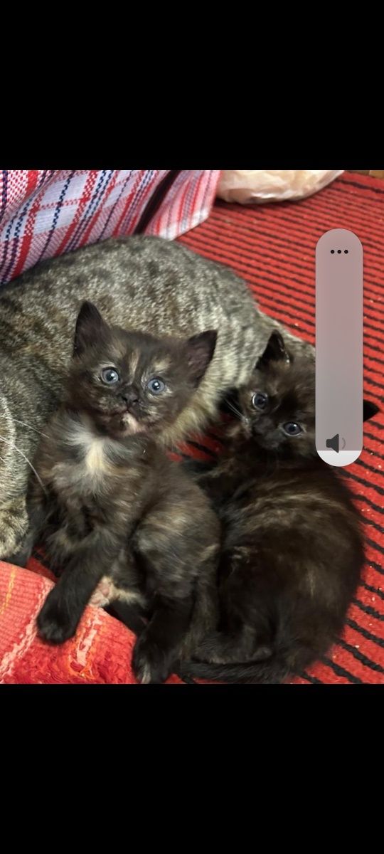 Отдам котят в добрые руки