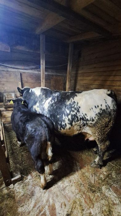 De vânzare vaca belgiana cu vitel