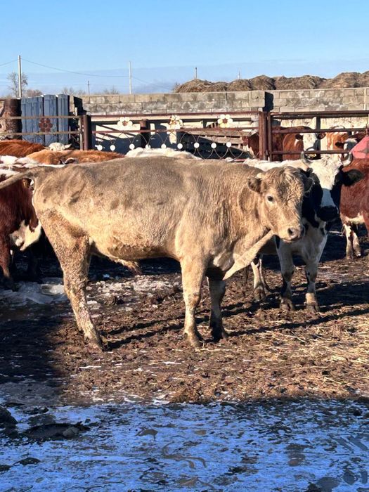 Әулекөл бұқа сатылады