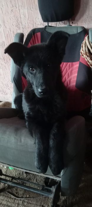 Продается Щенок немецкой овчарки