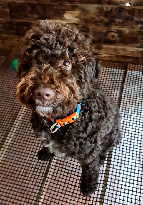 Лагото Романьоло - The Best breed ever