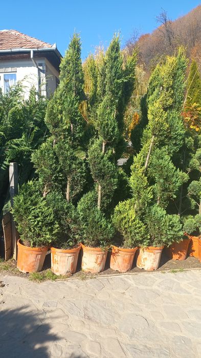 Plante decorative pentru o grădină de vis livrare gratuită