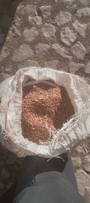 Продам пшеница сухая