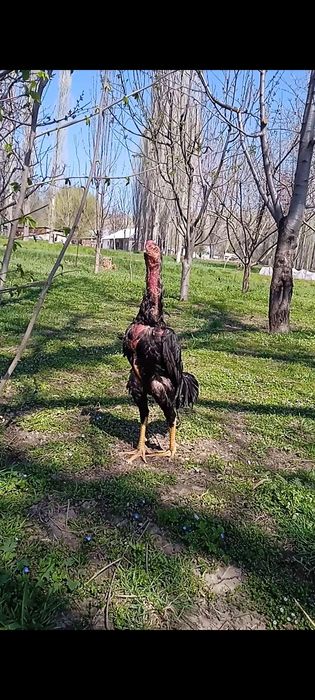 Бойцовский петух