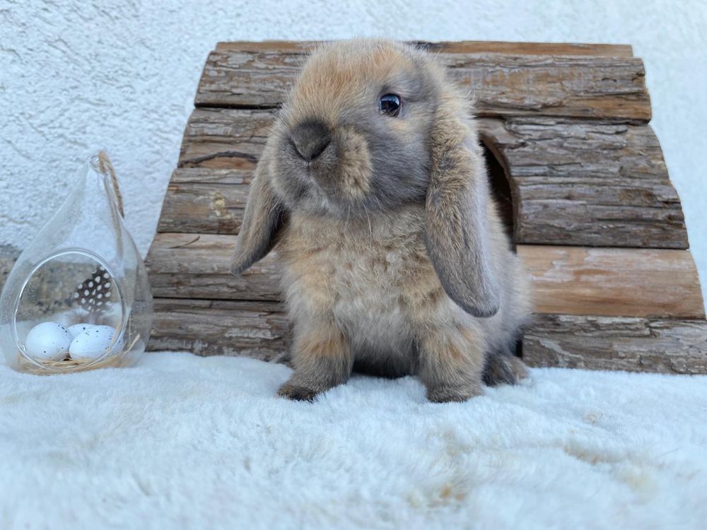 Iepuri pitici de companie berbec pitic/mini lop/holland lop