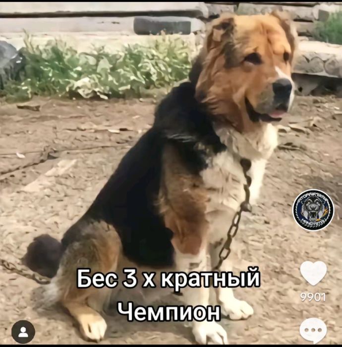 Продам щенков Алабая-тобета