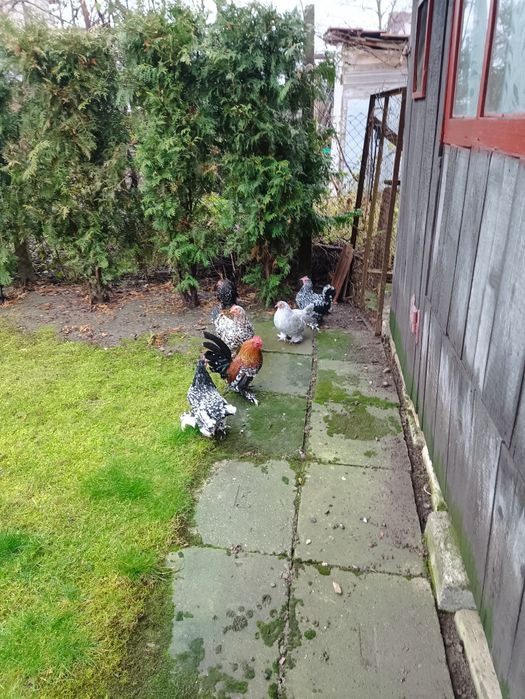 Vând găini miii de flori