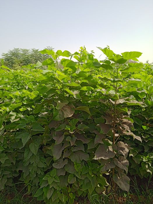 Manzarali va mevali kuchatlar Termizda.