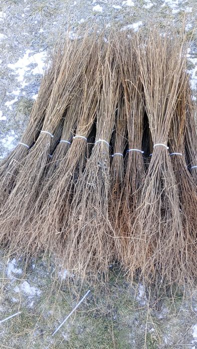 puieți forestieri pentru ampadurire pentru terenurile degradate