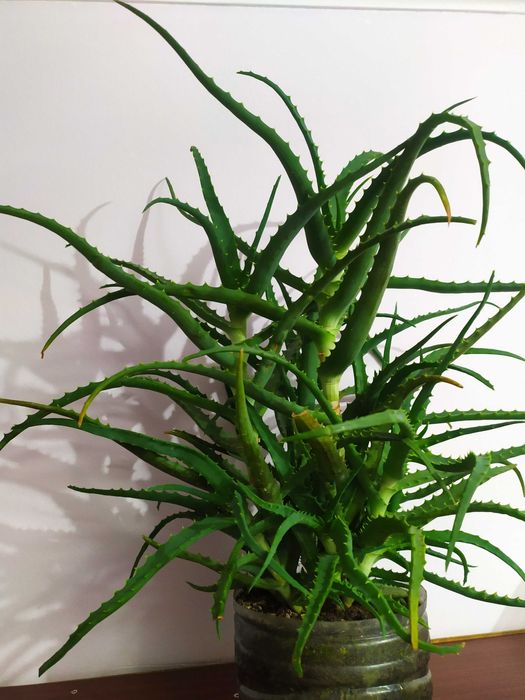 ЛЕЧЕБНЫЙ цветок АЛОЭ, возрастом более ПЯТИ лет! от БАБУШКИ! НЕ дорого!